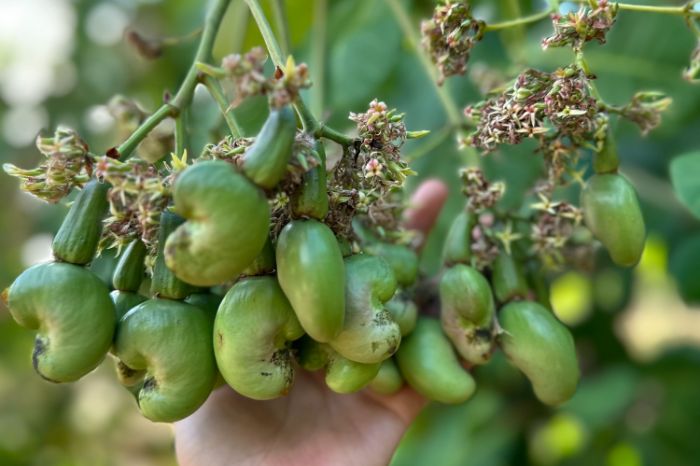 起司腰果禮袋雙瓶組